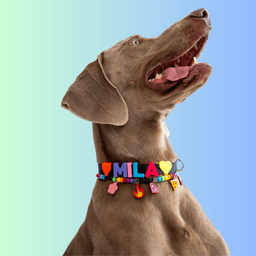 Collar para perro en un perro feliz